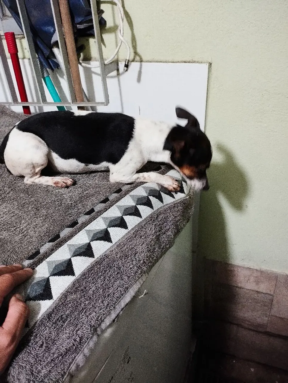 Pinscher tricolor fêmea