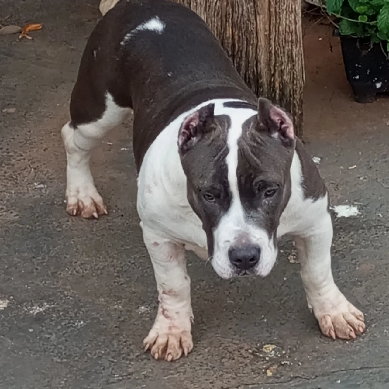 Cachorro