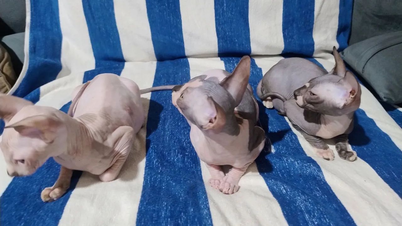3 lindas sphynx  - Foto 5