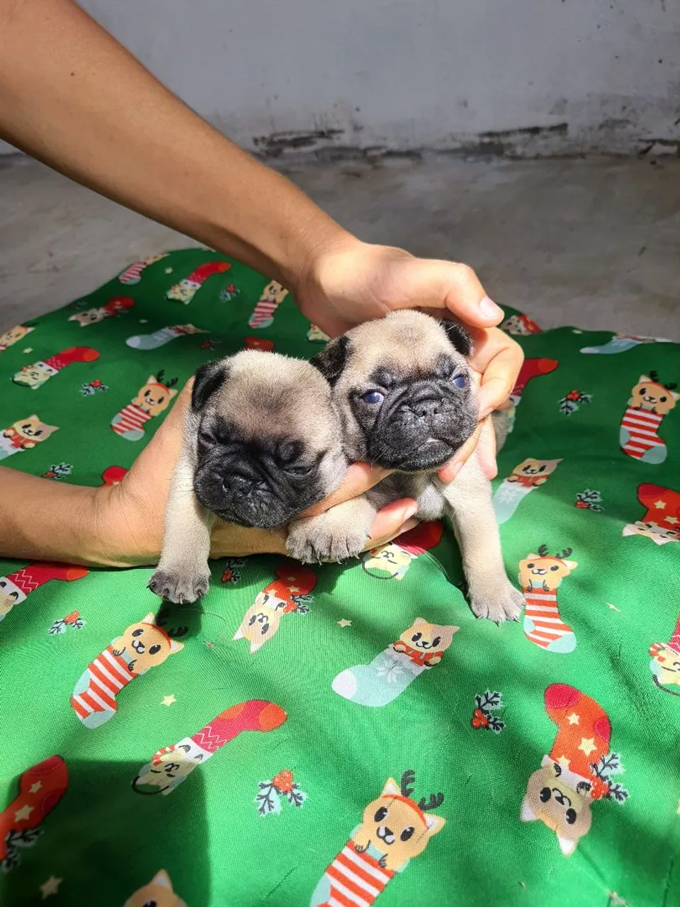 Filhotes de Pug 