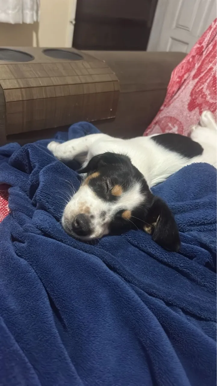 Doação de cachorro sem raça definida