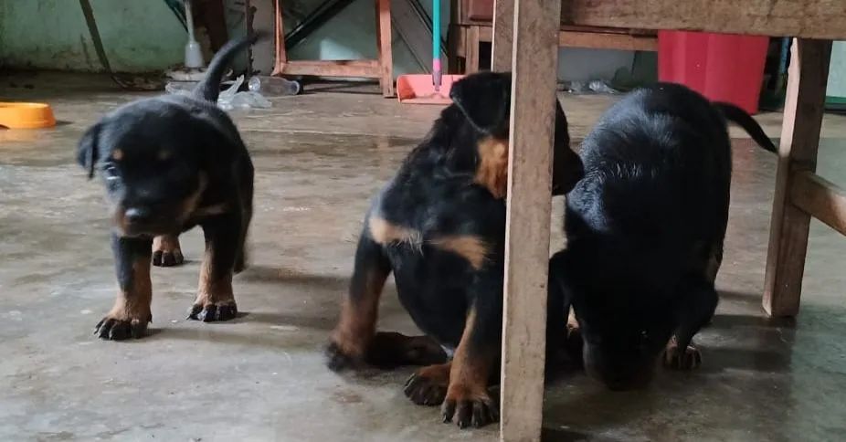 Vendo filhotes de Rottweiler  - Foto 3