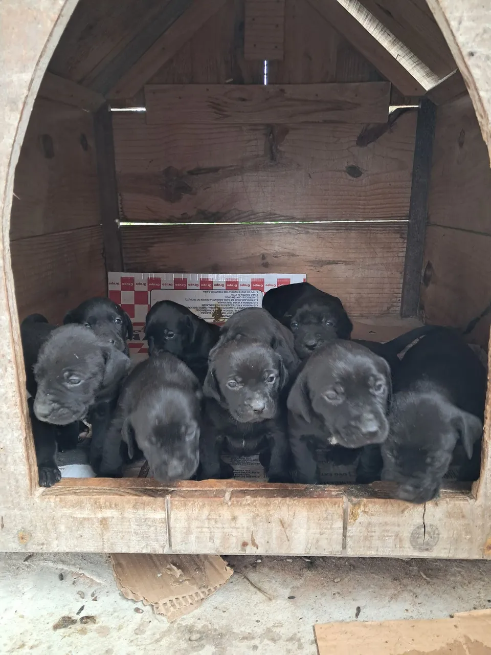Filhotes de Labrador com Fila Brasileiro