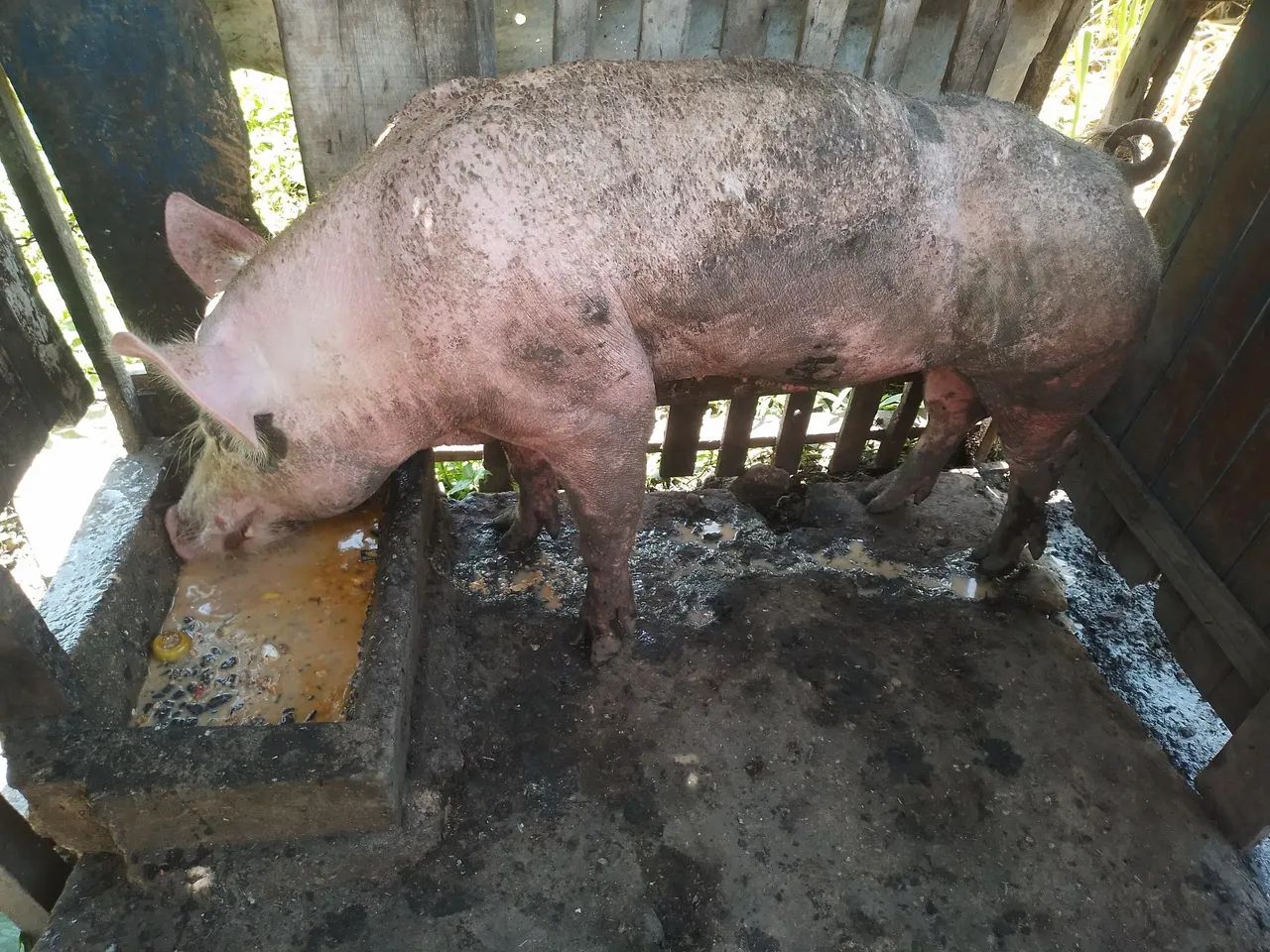 Porco pra vender ou trocar 