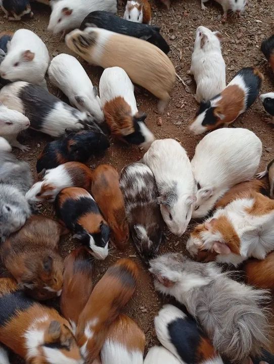 Compr@ se porquinh@ da índia  - Foto 2