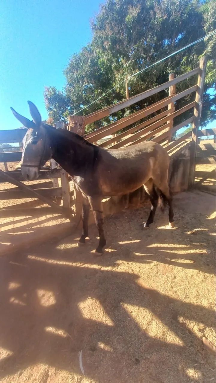 Burro marchador  - Foto 3