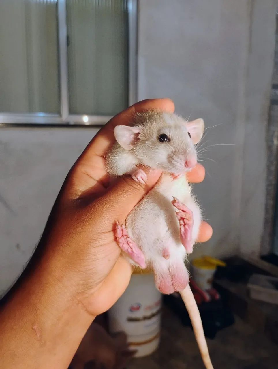 Dumbos maravilhosos twister - Foto 6