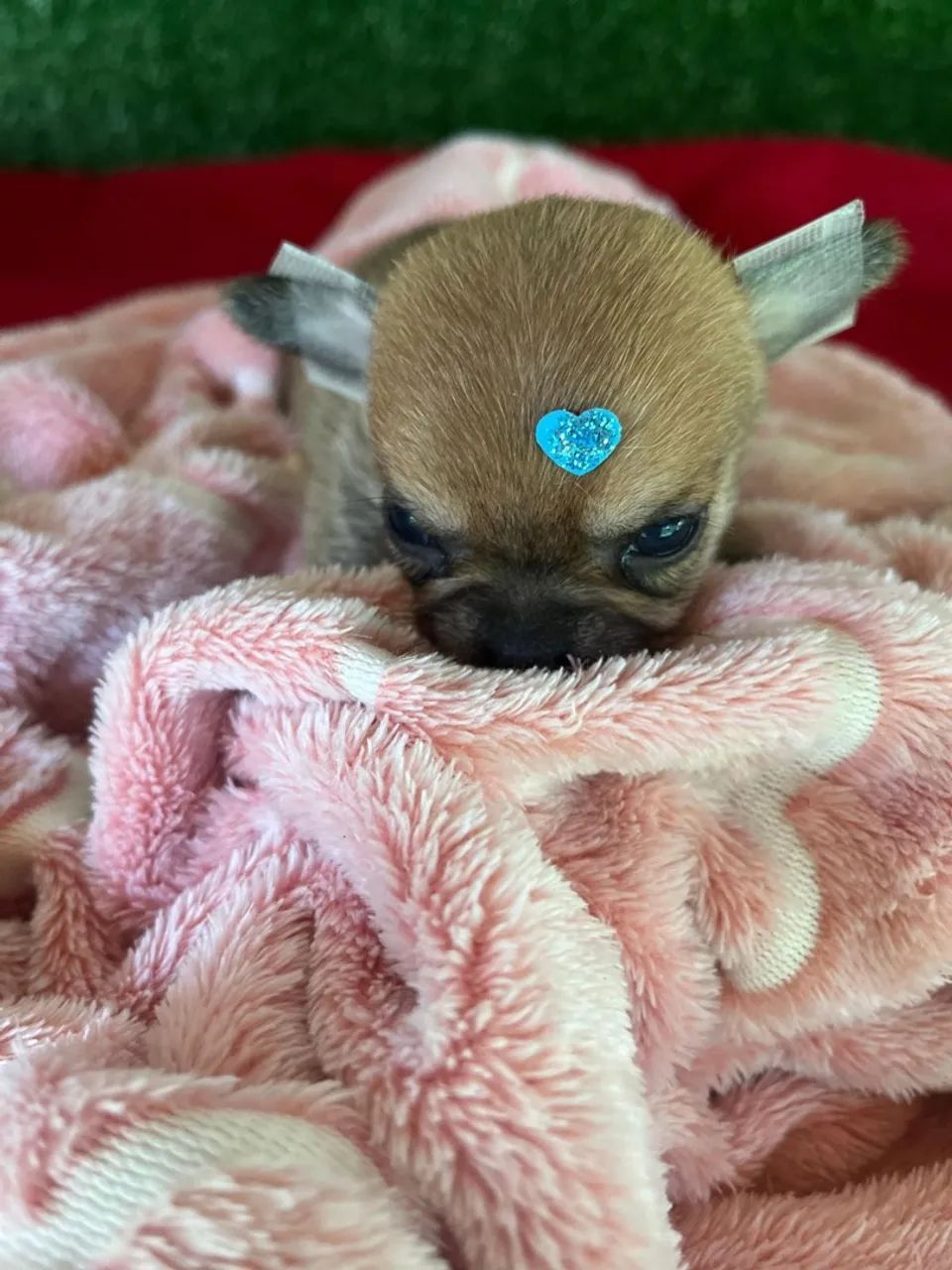 Chihuahua micro  - Foto 3