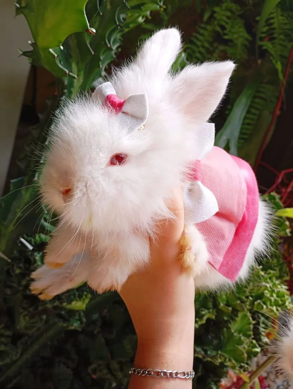 MINI LION HEAD (ALBINO)