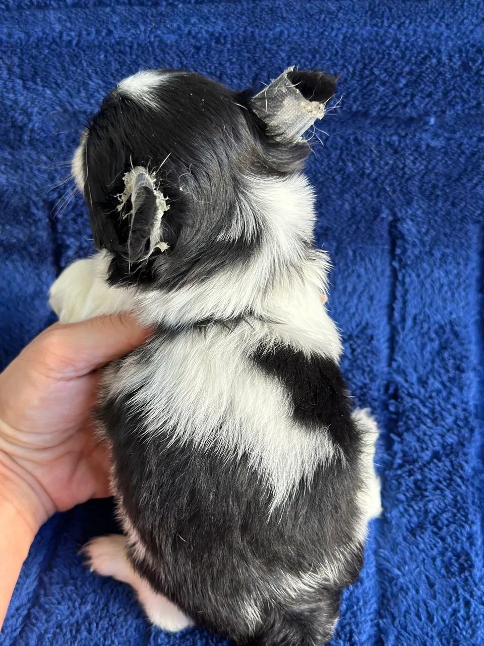 Chihuahua-O filhote de que vai impactar o seu Lar! - Foto 2