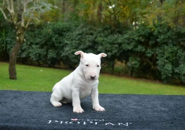 Bull Terrier Inglês pirata/fulvo/tricolor/, parcele em até 12x sem juros - Foto 3