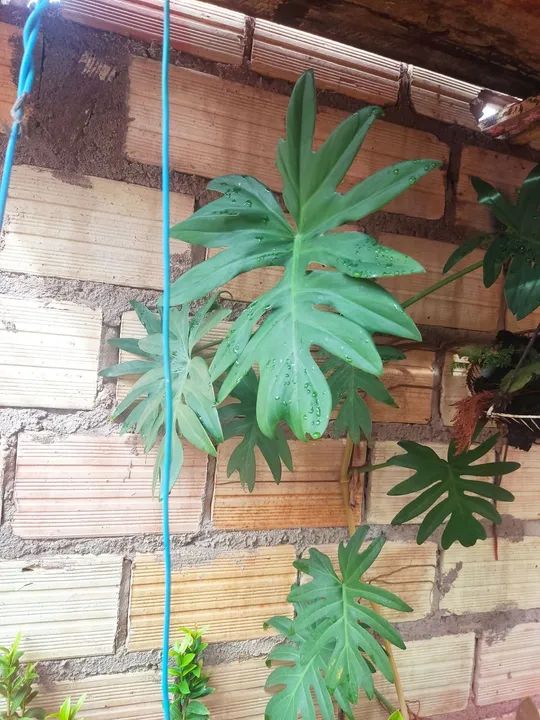 Plantas  - Foto 5