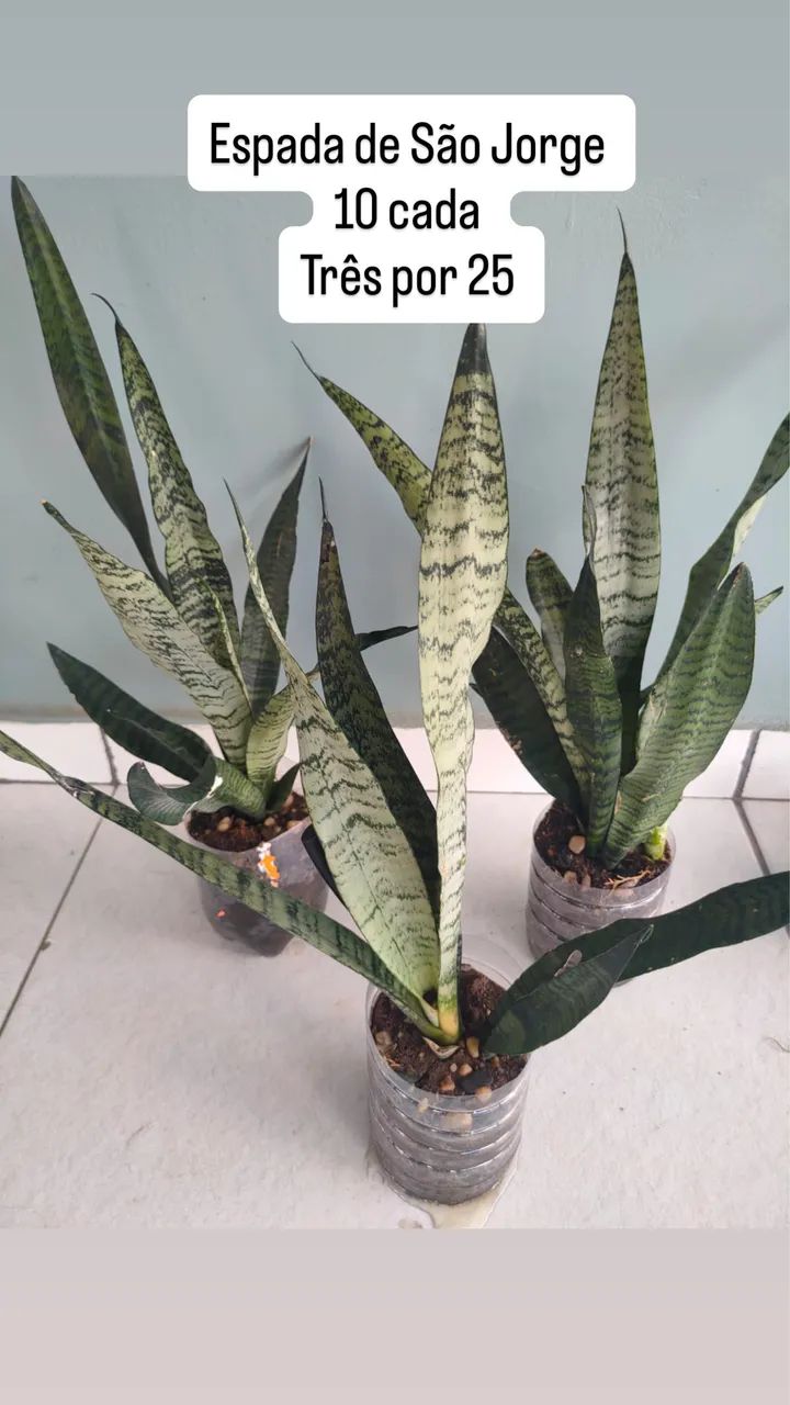 Plantas promoção  - Foto 4