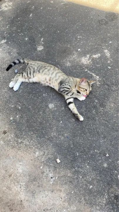 Gatinho lindo e carinhoso para adoção