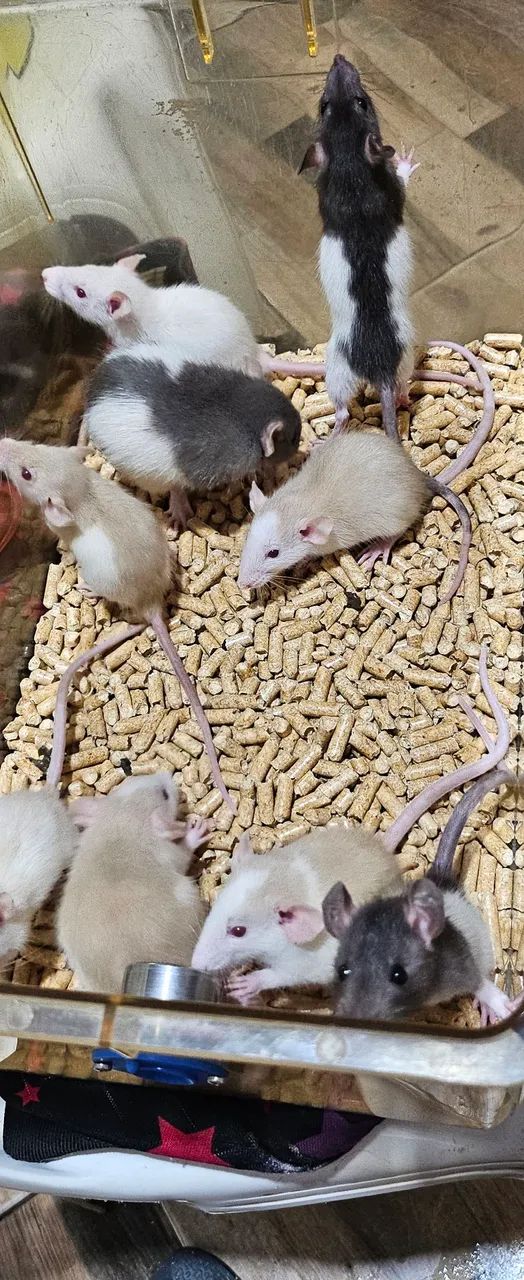 Rato Twitter para vender  - Foto 2