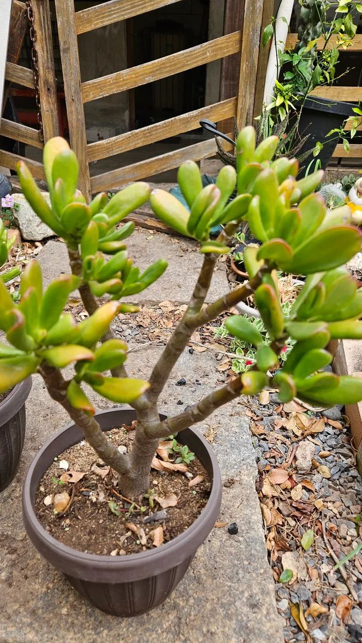 Suculentas raras - Foto 6