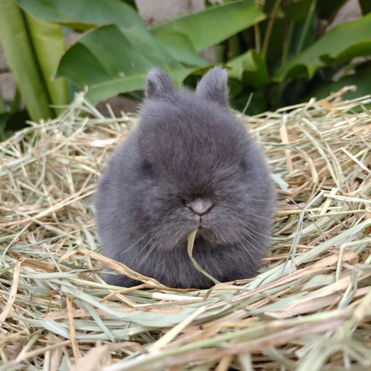 Netherland dwarf  - Foto 5