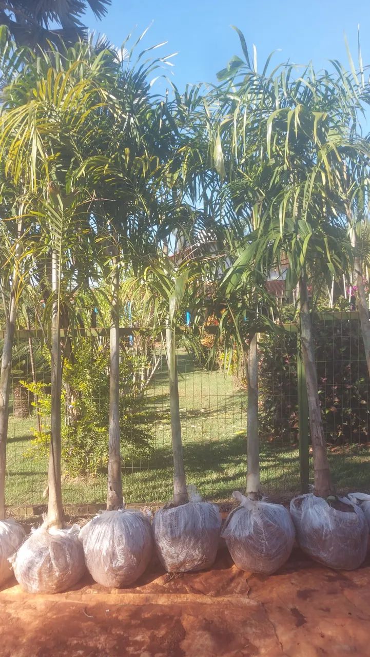 Palmeira  carpentaria e jabuticaba  produzindo  - Foto 6