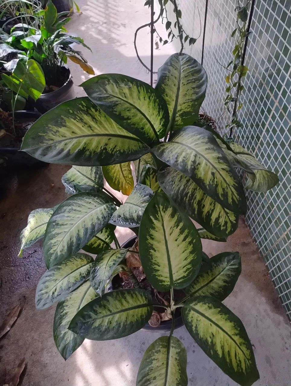 Comigo ninguém pode 93cm, vaso com 2 plantas, retirar no local