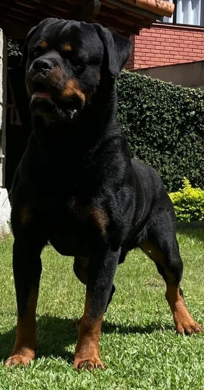 Filhote Rottweiler - Foto 5