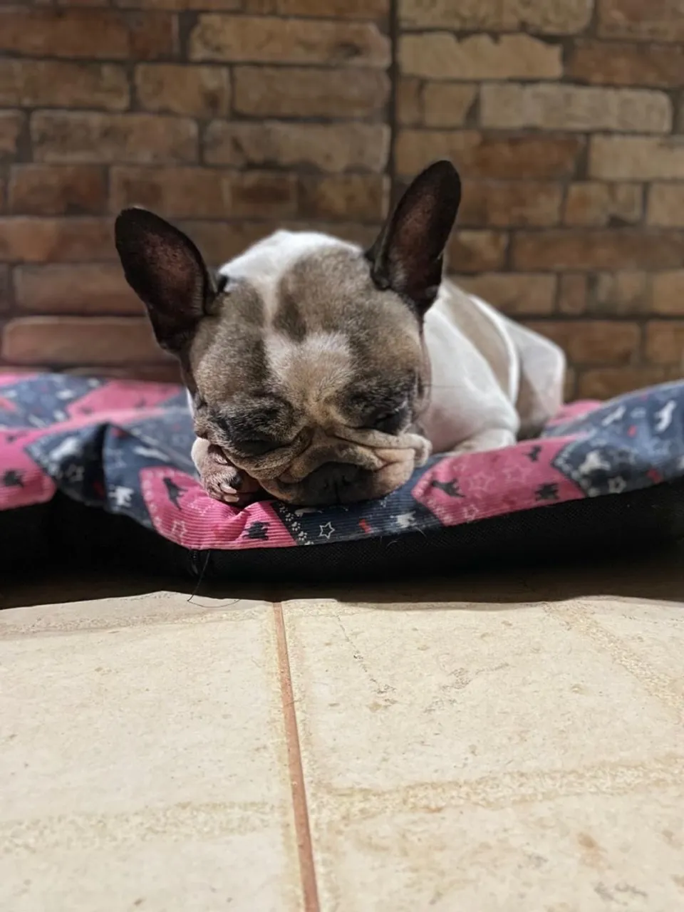 Buldogue francês 