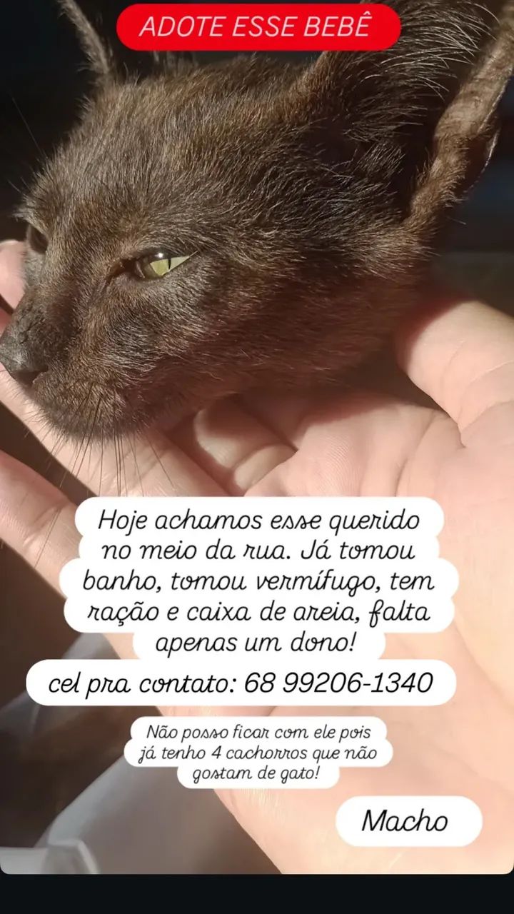 Gatinho pra doação 