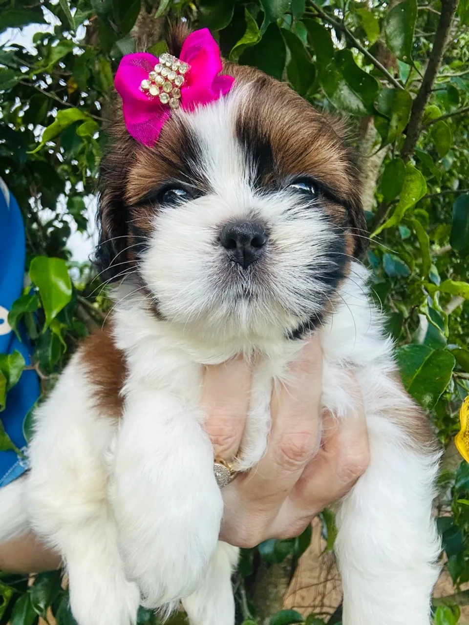 SHIH TZU COM PEDIGREE