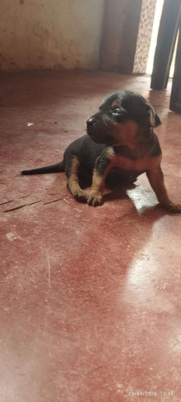 Pinscher filhote - Foto 5