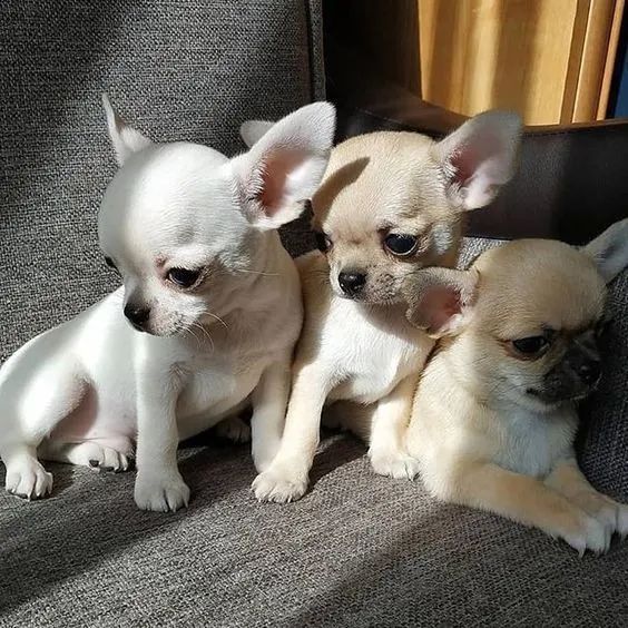 A Pequenez Encantadora do Chihuahua de Pelo Curto  