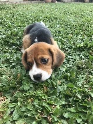 Filhote Beagle, Pequenos anjos de quatro patas em busca de um lar cheio de carinho!