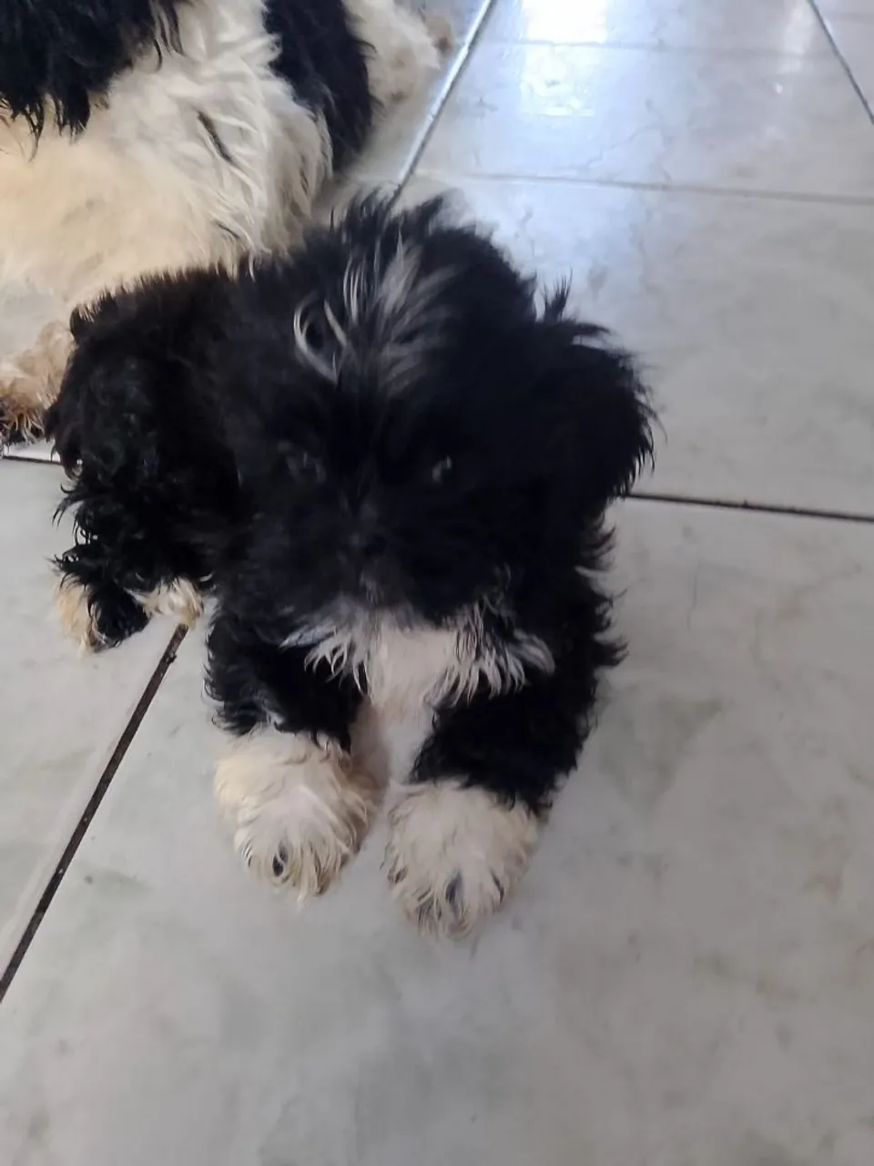 Filhote Shih Tzu disponível para venda