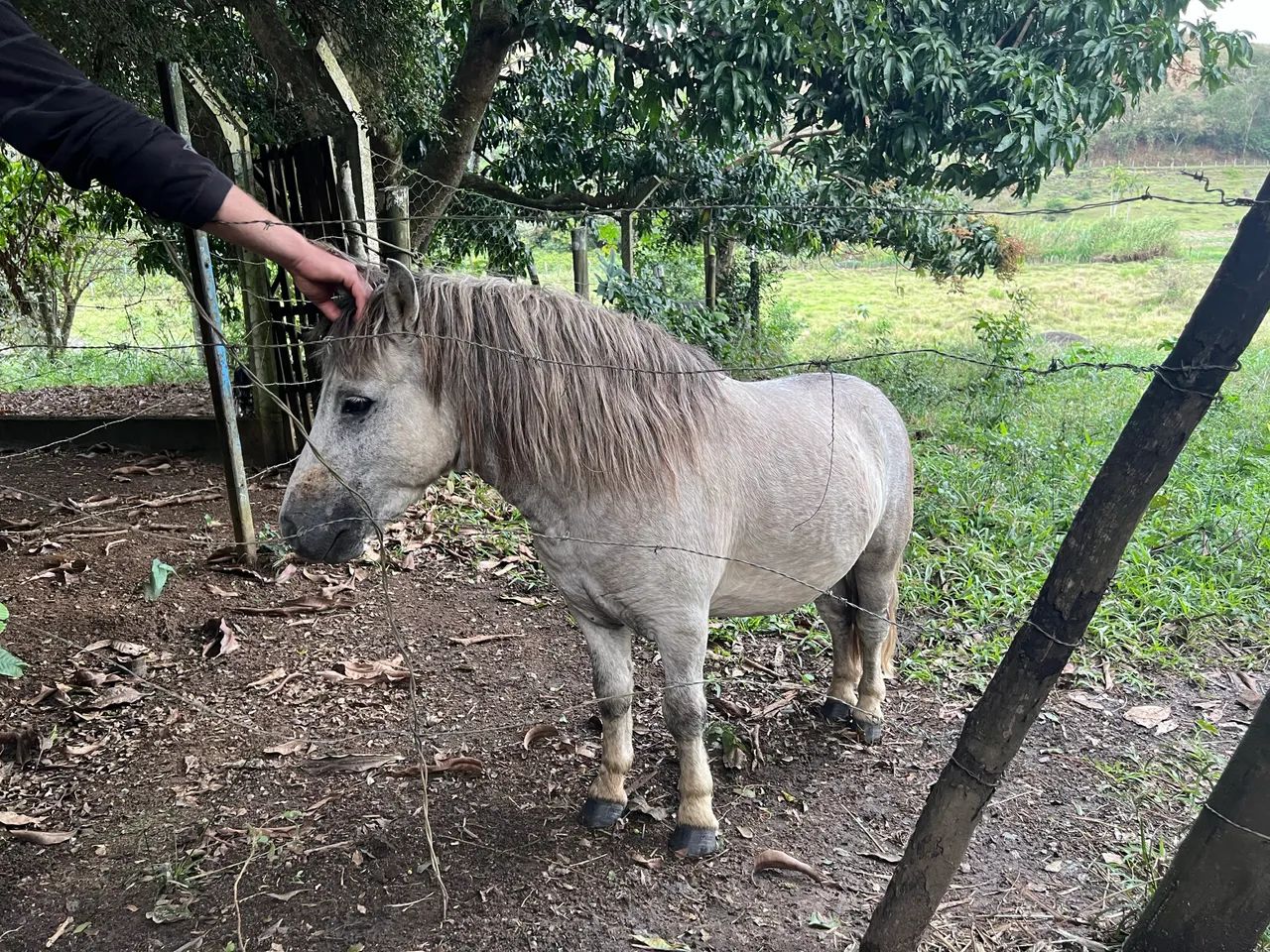 Oportunidade! Pônei à Venda - 4 Anos (com Cela) - Foto 2