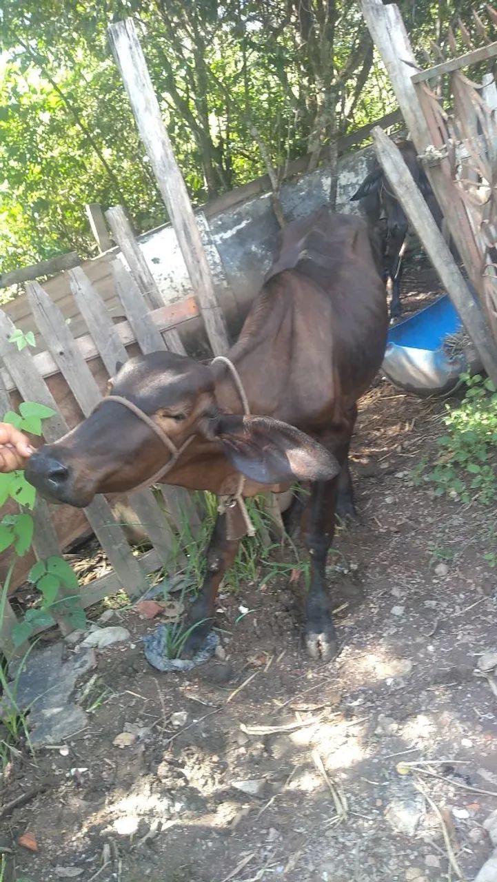 Bezerro para venda - Foto 2