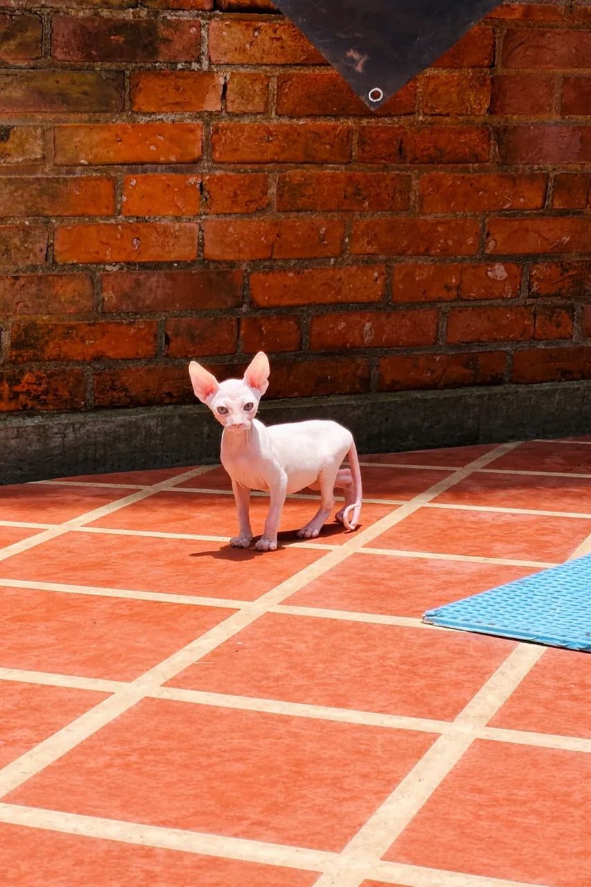 Filhotes te Sphynx Macho - Foto 3