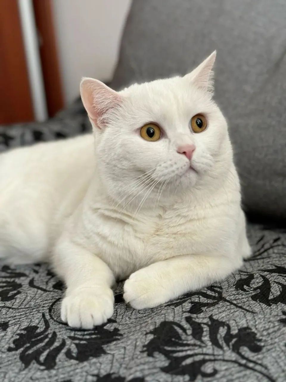 Persa Filhotes na Cor Branco, Preto, Cinza, Red, Bicolor