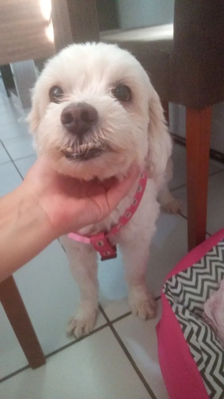 Cachorrinha para adoção  - Foto 2