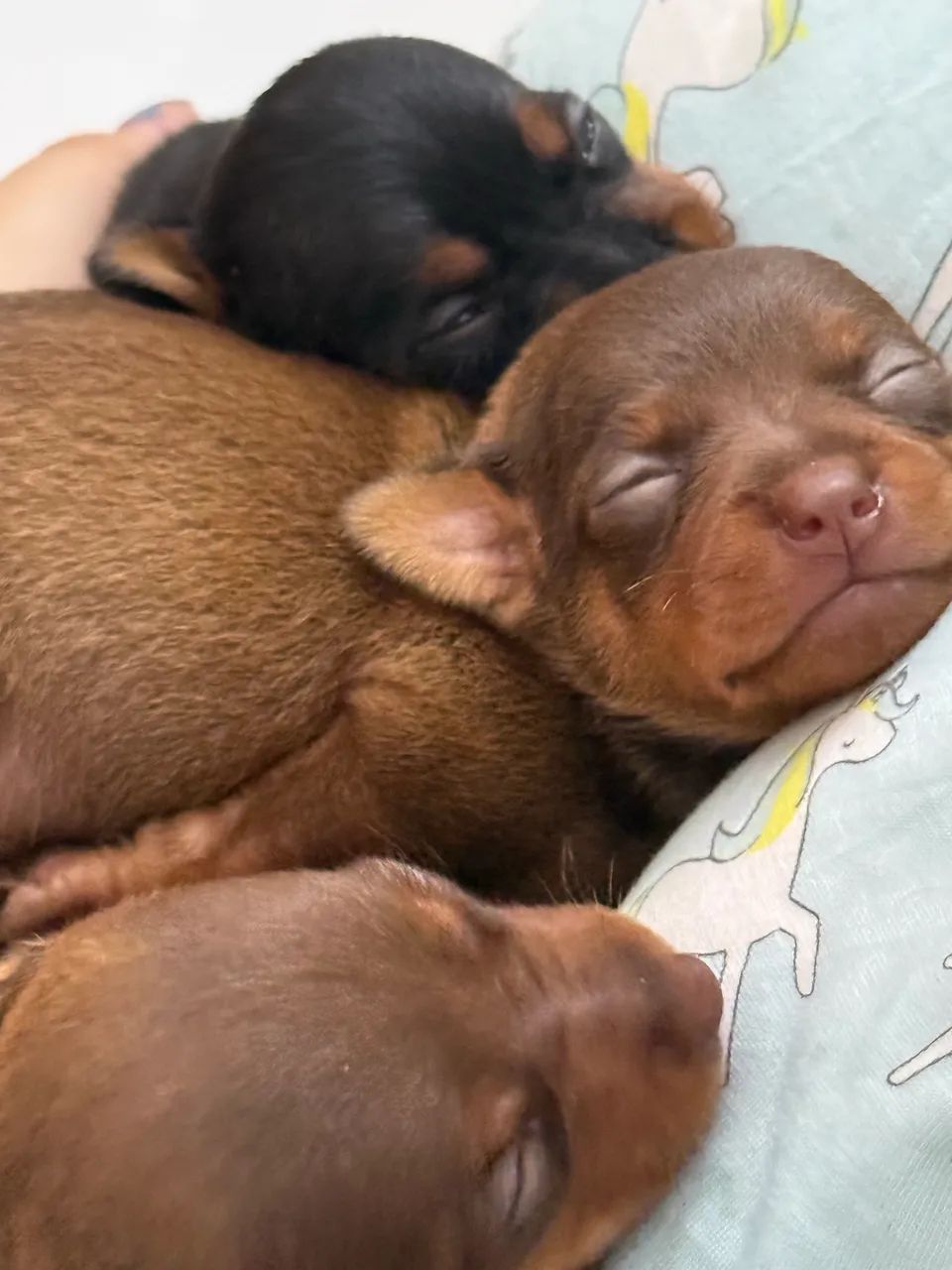 Filhotes de Pincher macho disponíveis  - Foto 2