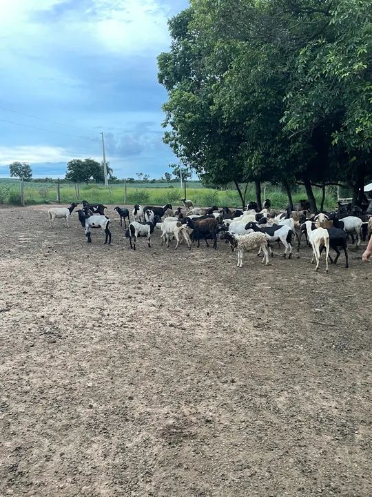 Ovelhas Dorper/ Santa Inês 