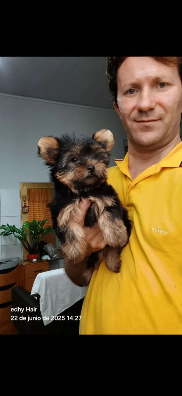 Filhote de Yorkshire Terrier para um novo lar - Foto 2