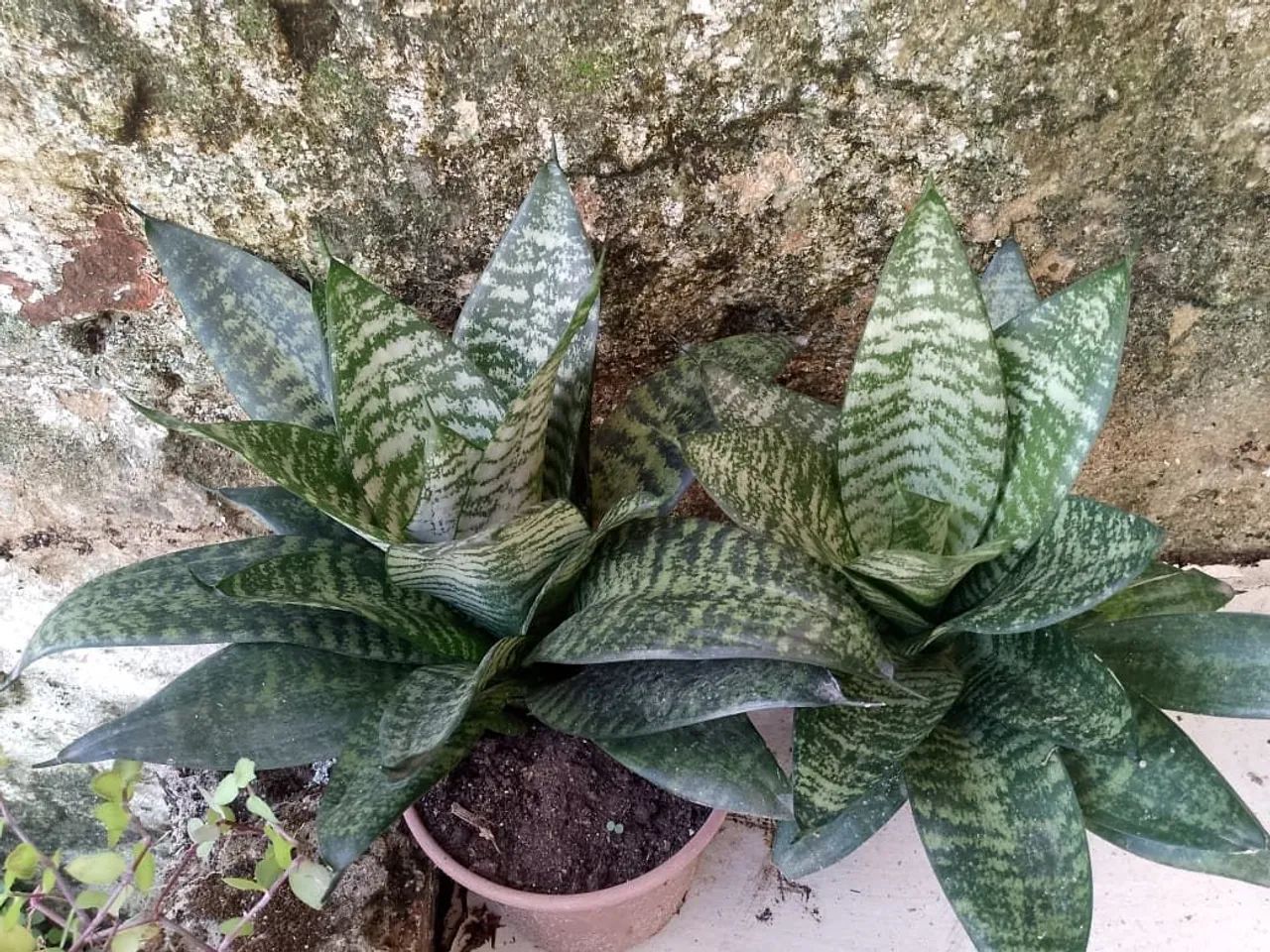 Cactos pendentes e plantas  - Foto 3