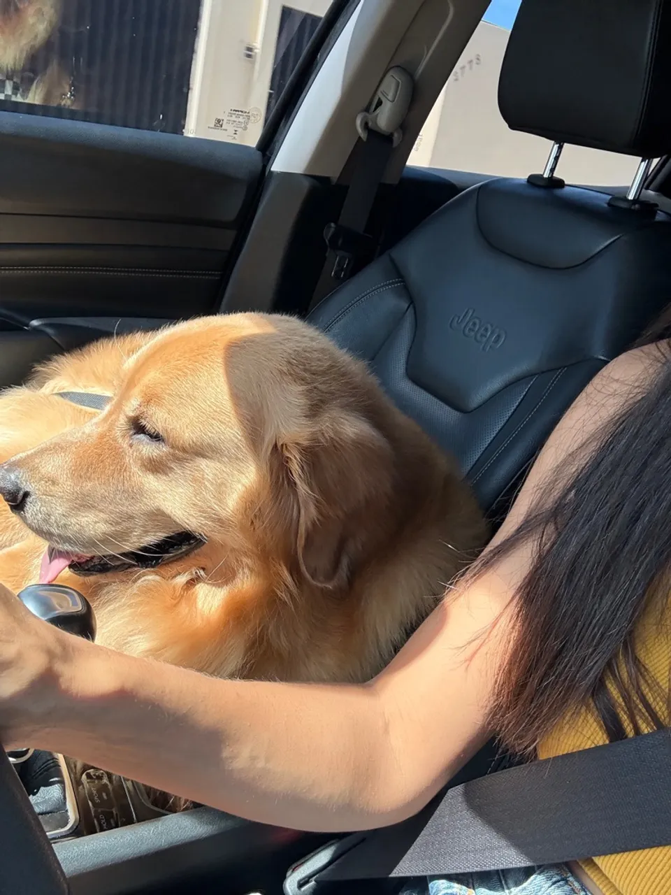 Procura namorada - Golden Retriever