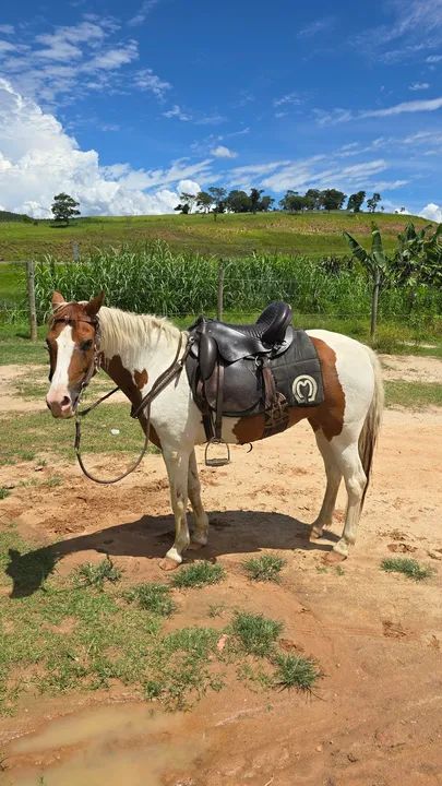 Égua Piquira Mansa - Foto 3