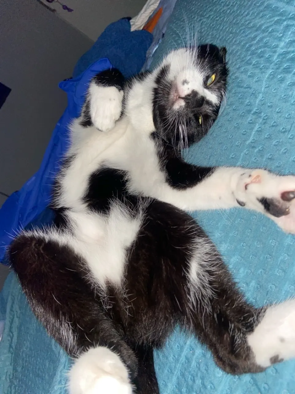 Gatinho para adoção responsável