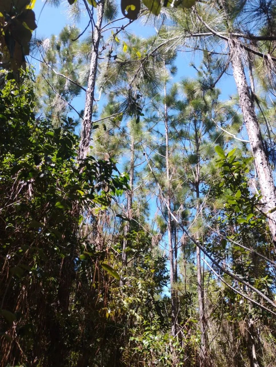 Vendo terreno 14.000m² linha verde curralinho,65mil  - Foto 5