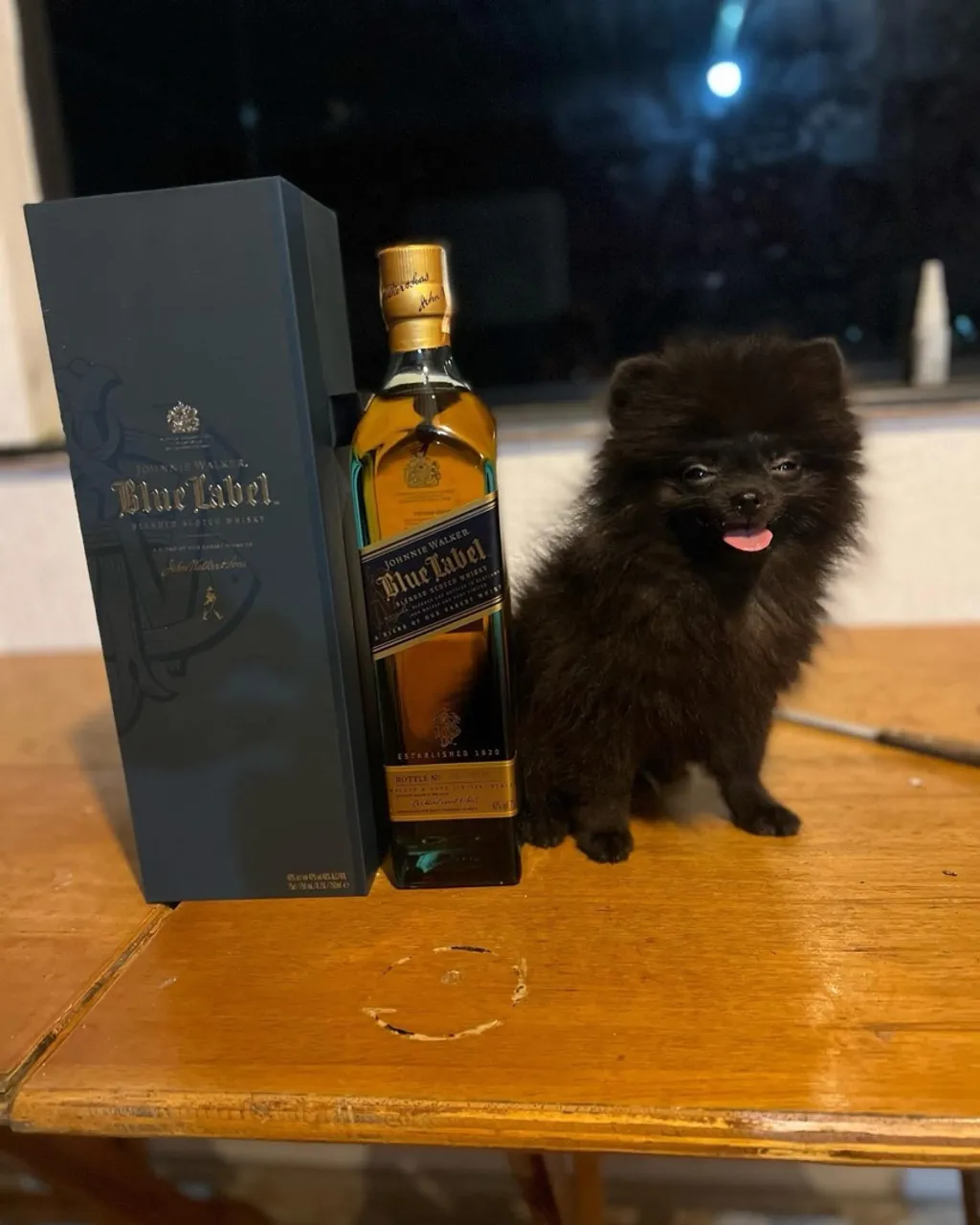 Lulu da Pomerania anao /// spitz alemao anao black fêmeas perfeita parcelamos até 18 vezes