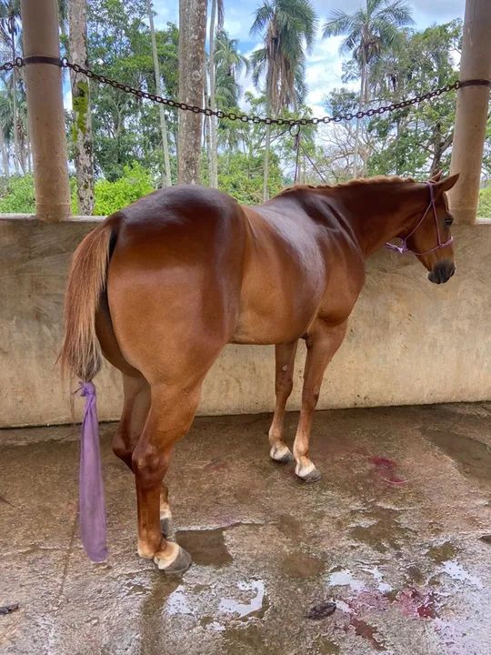 Cavalo Quarto de Milha  - Foto 2