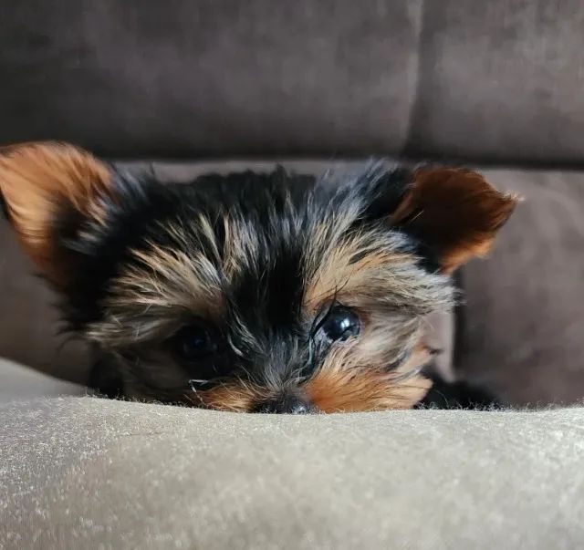 Yorkshire Terrier, com Pedigree! Muito Amor Envolvido