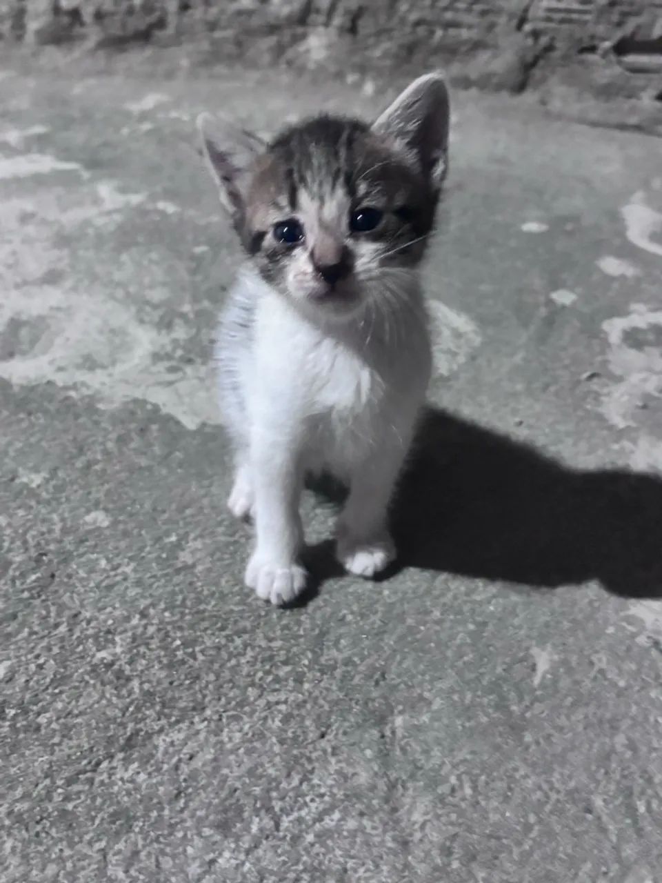 gatinha para doação  - Foto 3