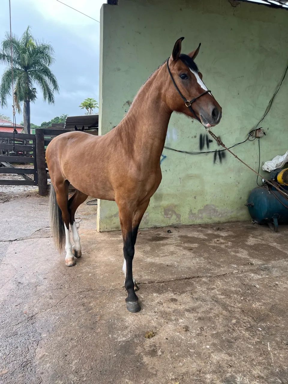 Cavalo - Foto 3
