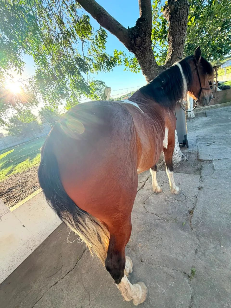 Cavalo 